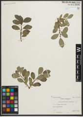 Foto von Salix myrsinites L. x Salix nigricans Sm.